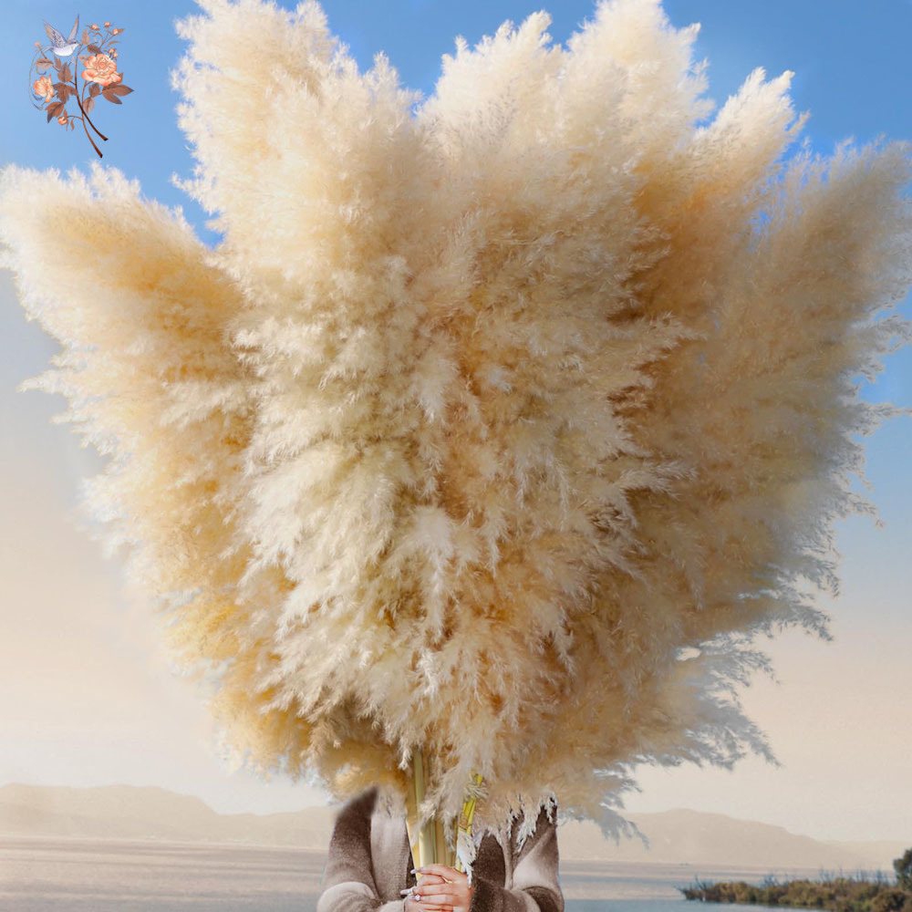 110cm 10/30Pcs Large Fluffy Na - Pampas Grass Decor ulasan dan harga