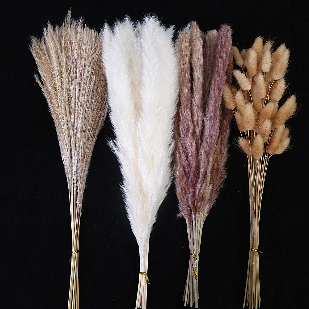 Dried Pampas Grass Decor 80-11 - Pampas Grass Decor ulasan dan harga